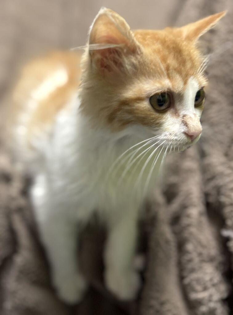 Enlarge Black Widow, a Adoptable Domestic Long Hair in Jackson, MI image 6/6