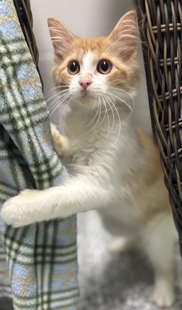 Enlarge Black Widow, a Adoptable Domestic Long Hair in Jackson, MI image 3/6