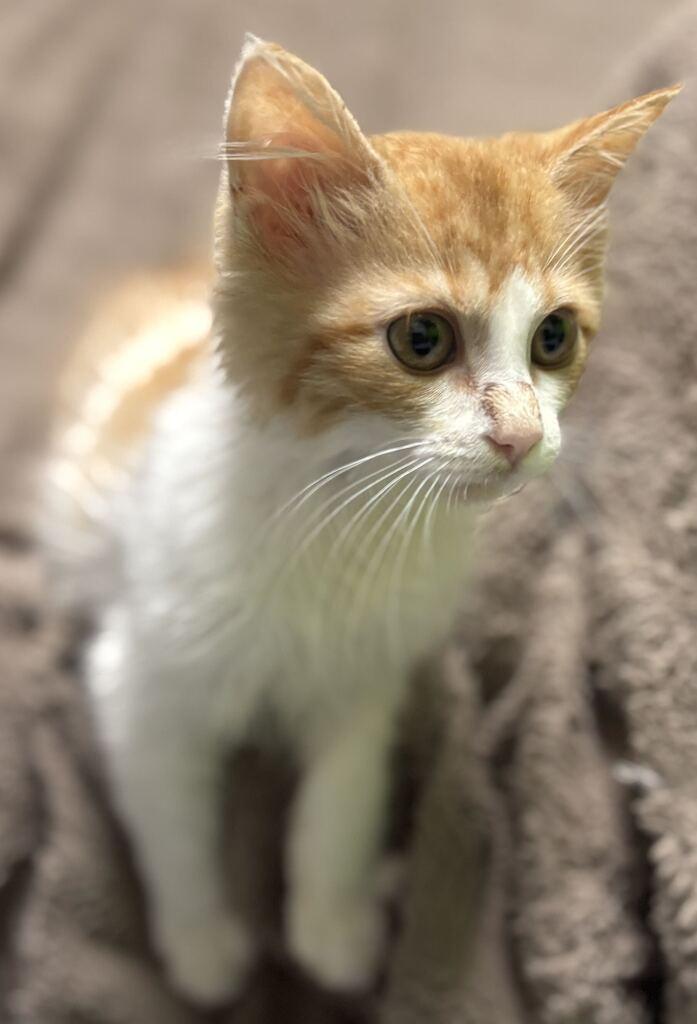 Enlarge Black Widow, a Adoptable Domestic Long Hair in Jackson, MI image 4/6