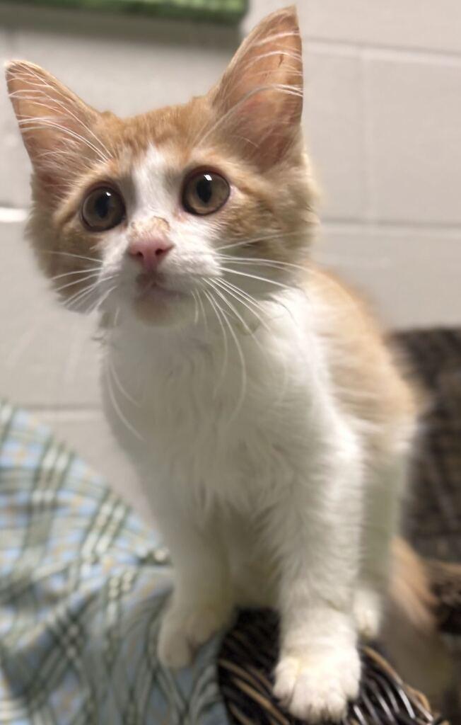 Enlarge Black Widow, a Adoptable Domestic Long Hair in Jackson, MI image 2/6