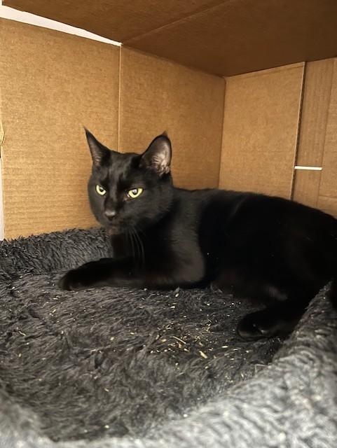 King, Adoptable, Adult Male Domestic Short Hair.