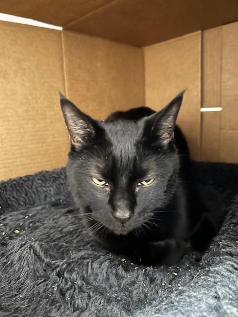 Enlarge King, a Adoptable mixed breed in Saint Paul, MN image 3/3