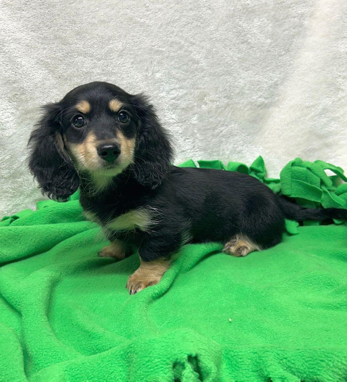 Enlarge TUXEDO (ohiosdrescue@gmail.com), an adopted Dachshund (Miniature Long Haired) in Rossford, OH image 3/4