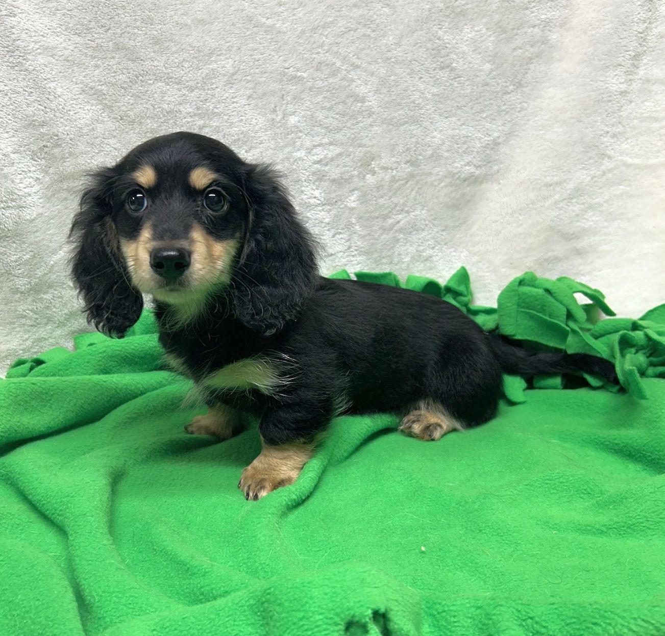 TUXEDO (ohiosdrescue@gmail.com), adopted, Puppy Male Dachshund (Miniature Long Haired).