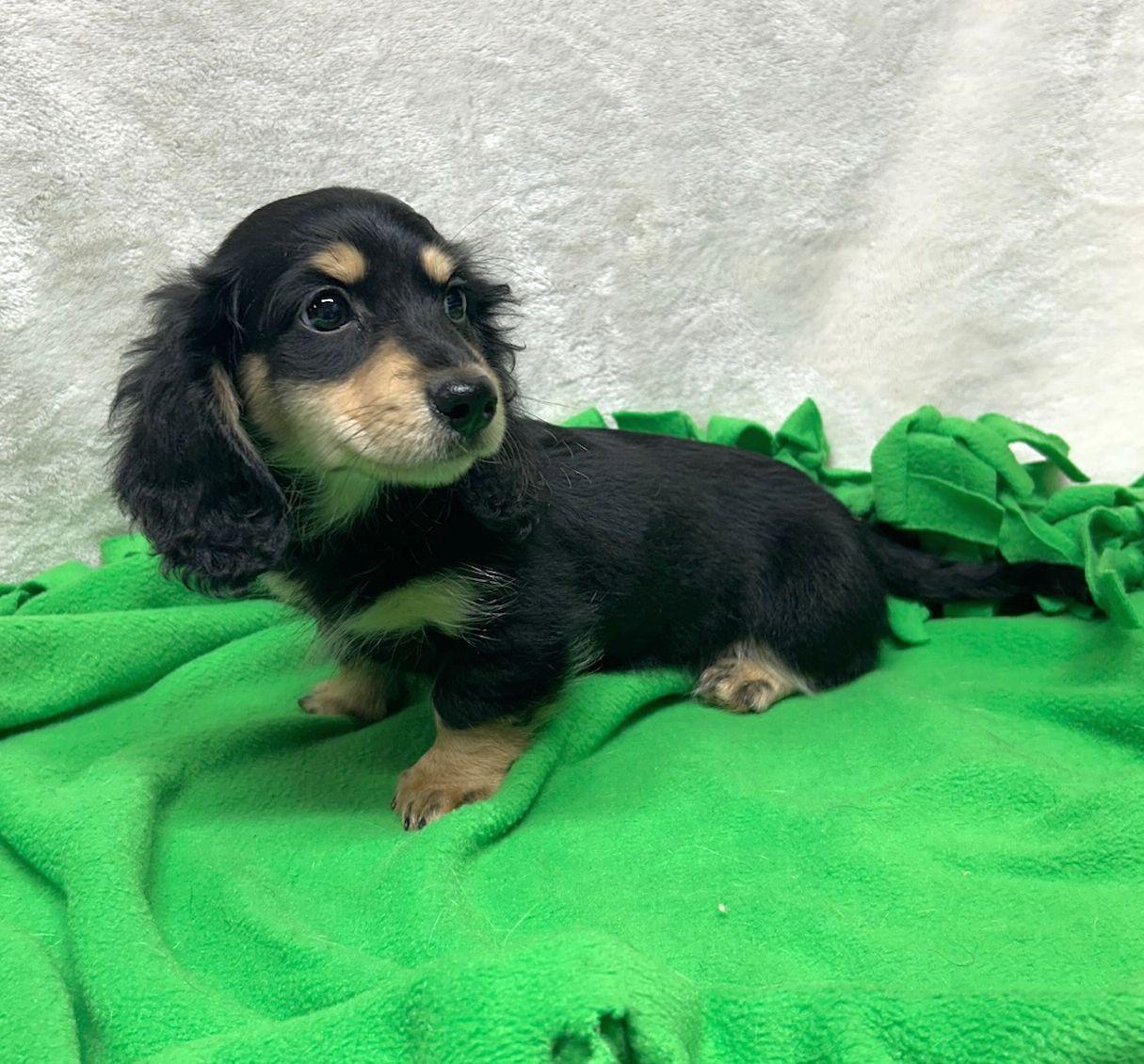 Enlarge TUXEDO (ohiosdrescue@gmail.com), an adopted Dachshund (Miniature Long Haired) in Rossford, OH image 4/4