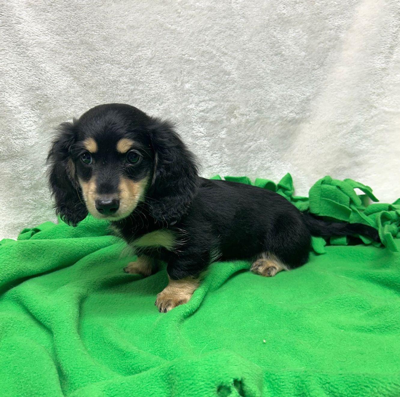 Enlarge TUXEDO (ohiosdrescue@gmail.com), an adopted Dachshund (Miniature Long Haired) in Rossford, OH image 2/4