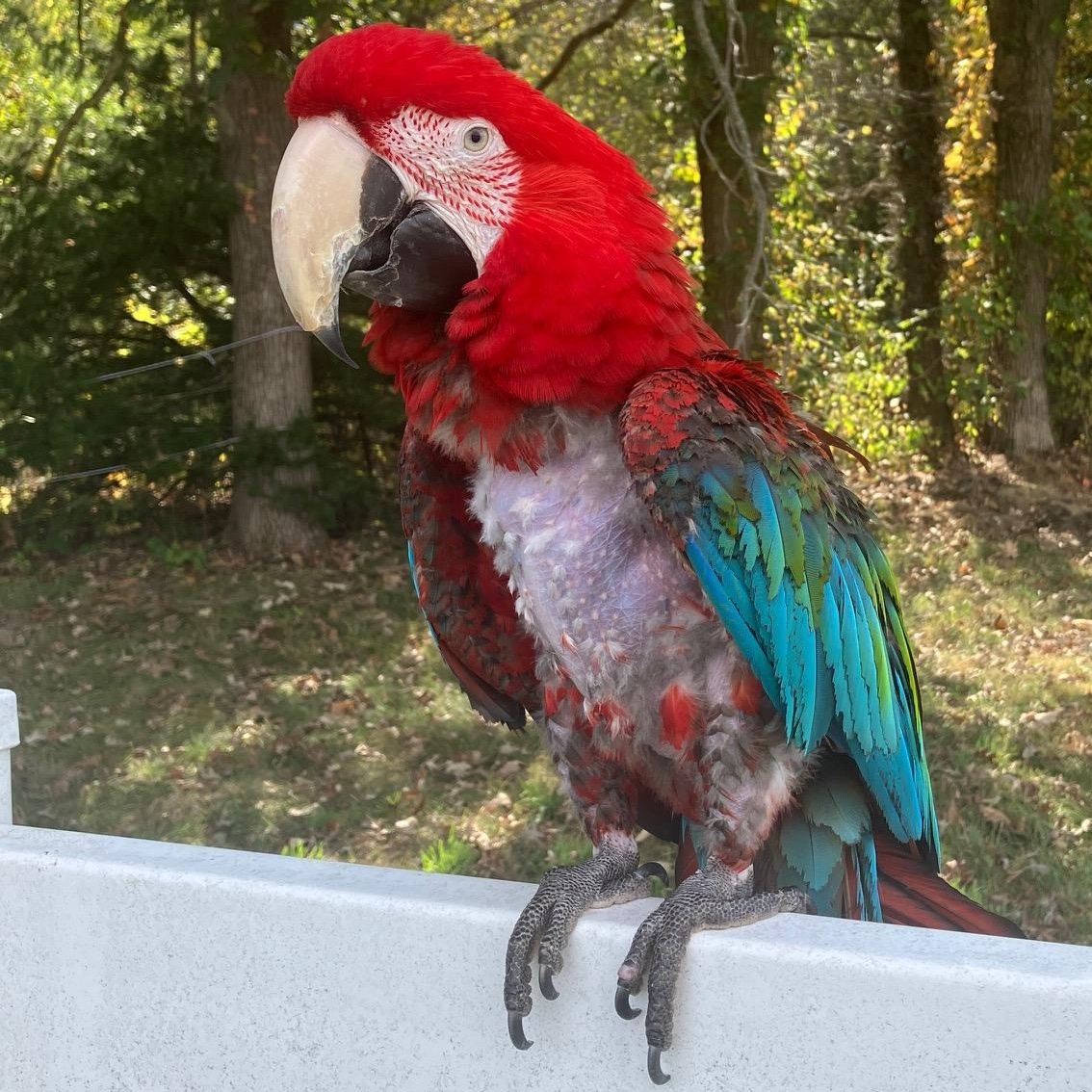 Willow, a Adoptable Macaw in Lenexa, KS image 2/5