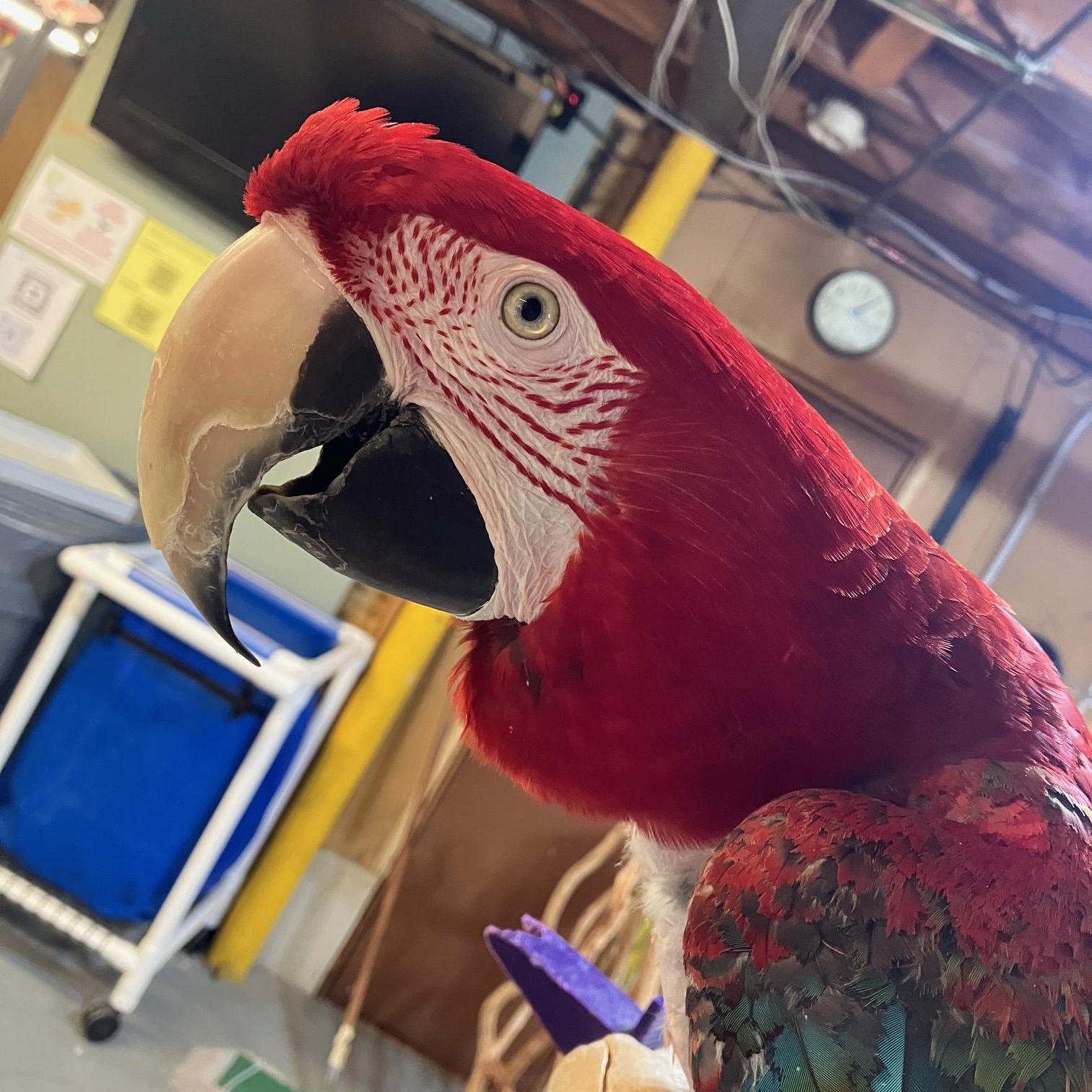 Willow, a Adoptable Macaw in Lenexa, KS image 4/5