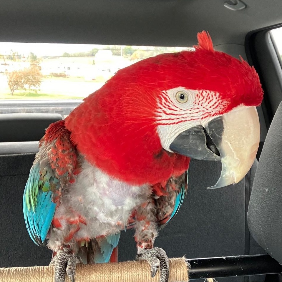 Willow, Adoptable, Adult Female Macaw.