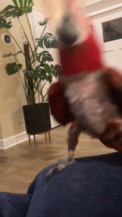 Enlarge Willow, a Adoptable Macaw in Lenexa, KS video 5/5