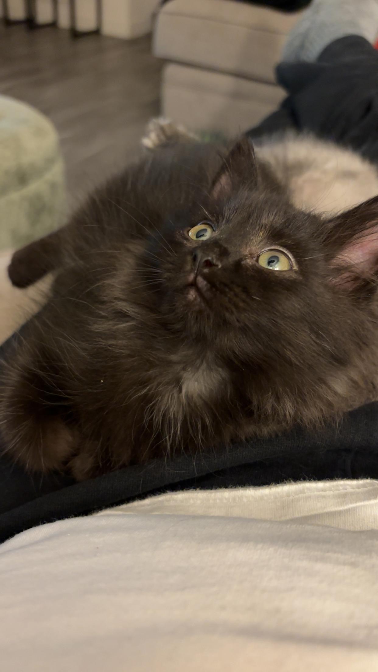 Mei and Jane - bonded pair