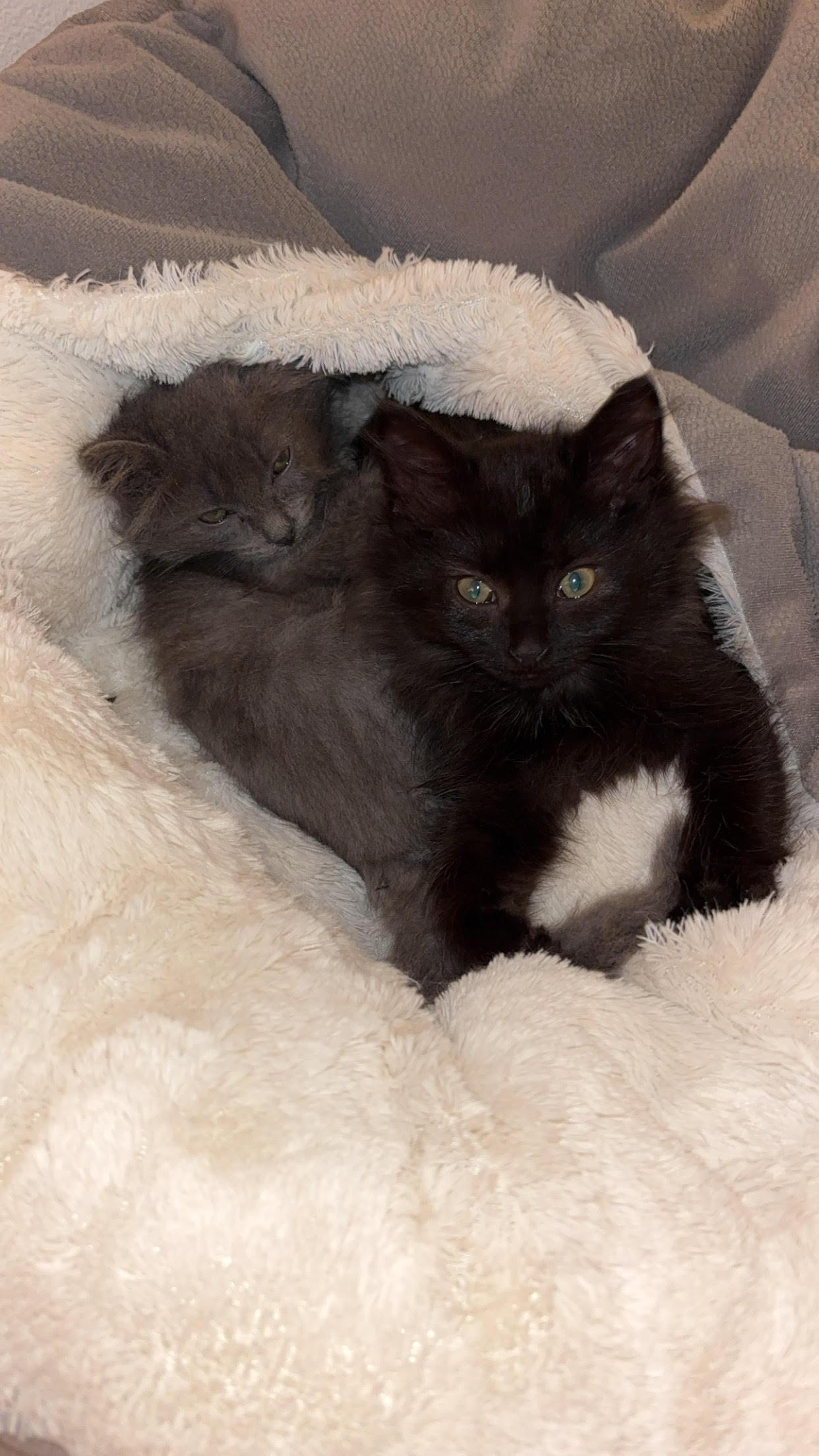 Mei and Jane - bonded pair