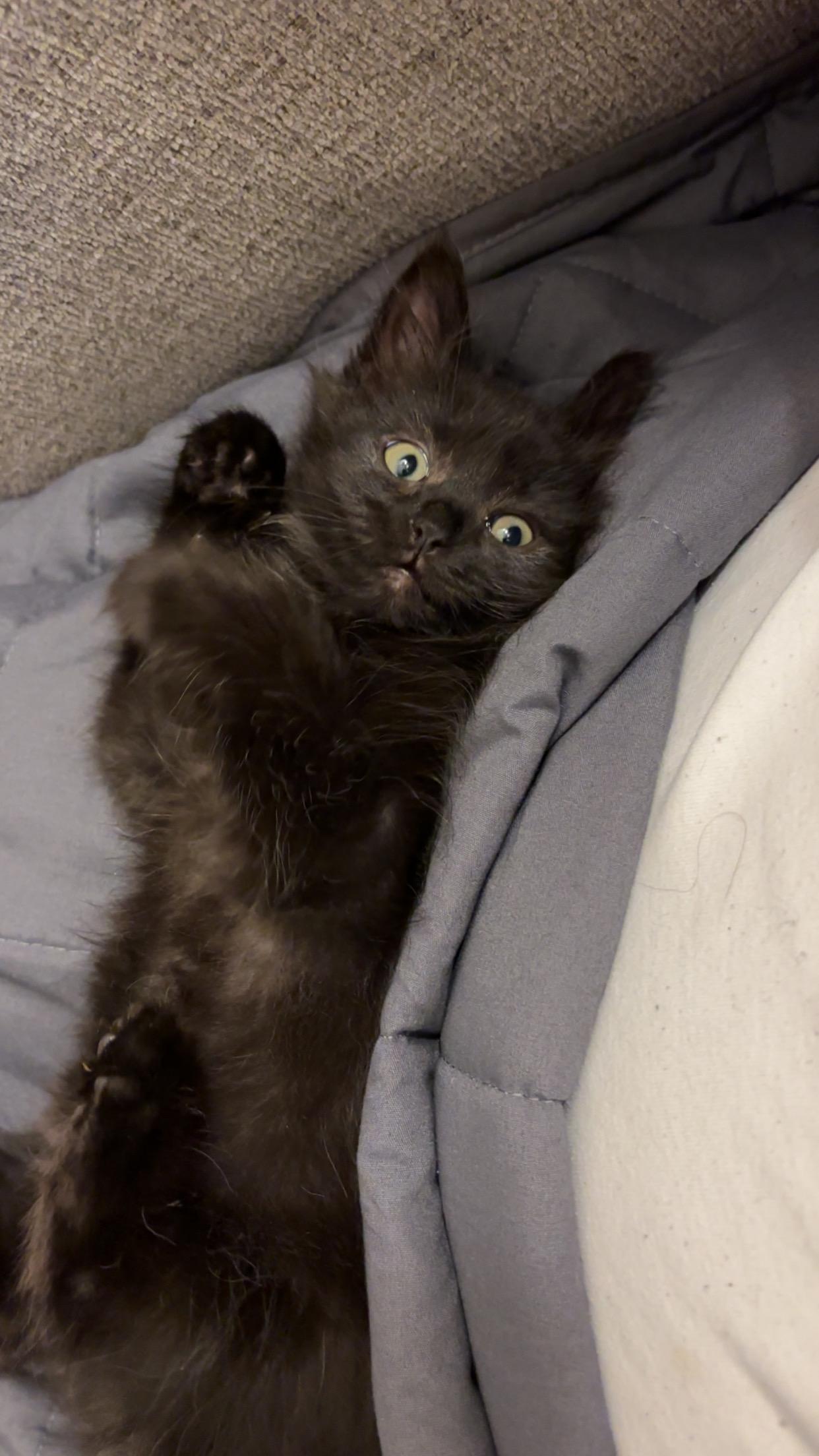 Mei and Jane - bonded pair