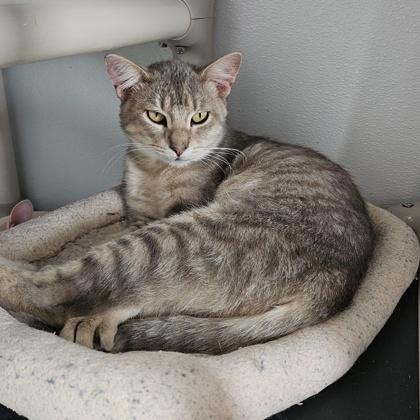 Enlarge Smokey, a Adoptable mixed breed in Washington, IA image 2/2