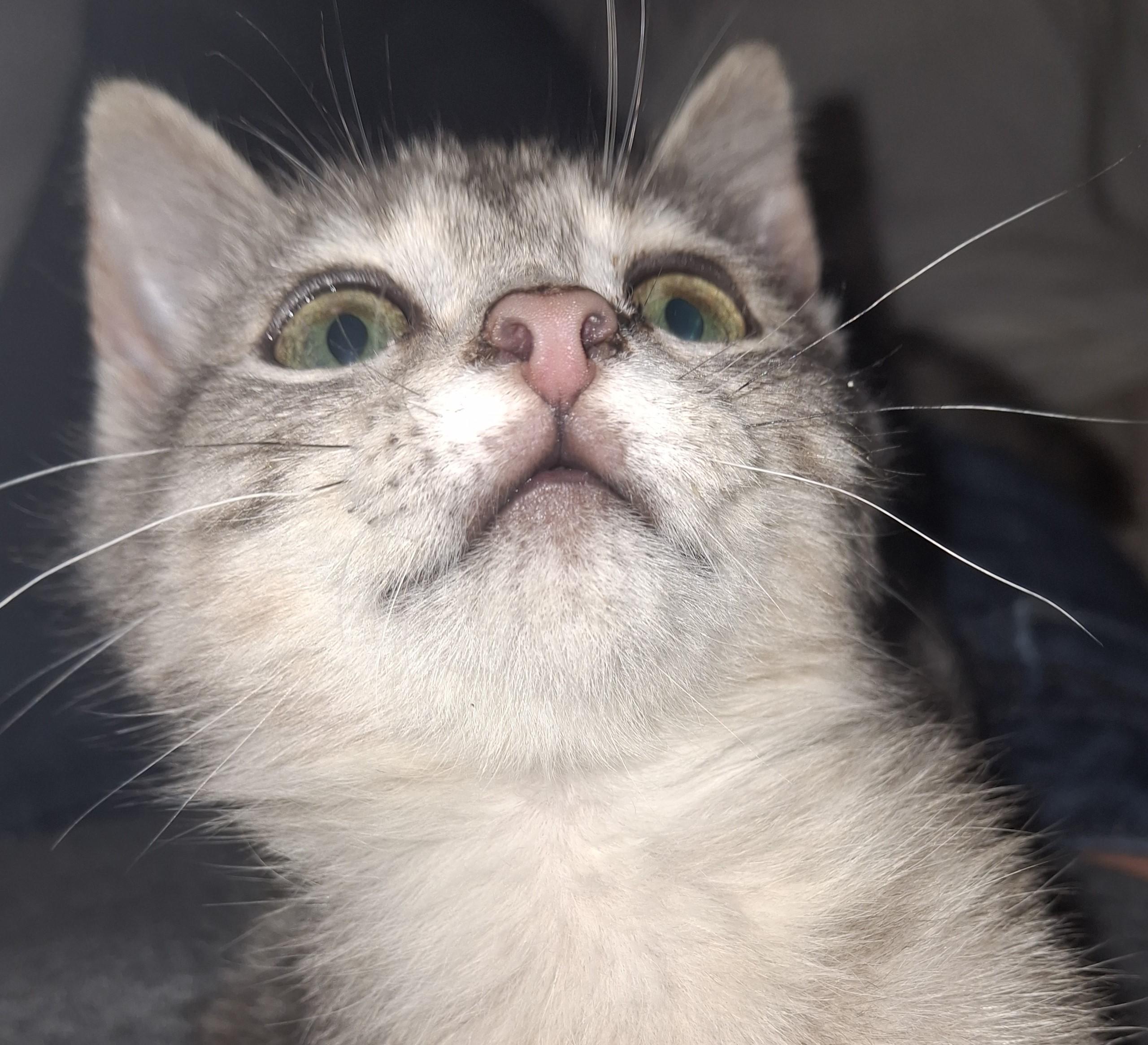 Enlarge Slurpee, a Adopted Domestic Short Hair in Lawrenceville, GA image 1/1