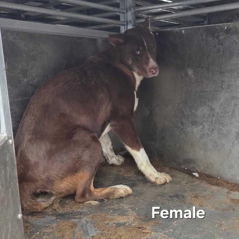 Pudding, Adoptable, Adult Female Cattle Dog.