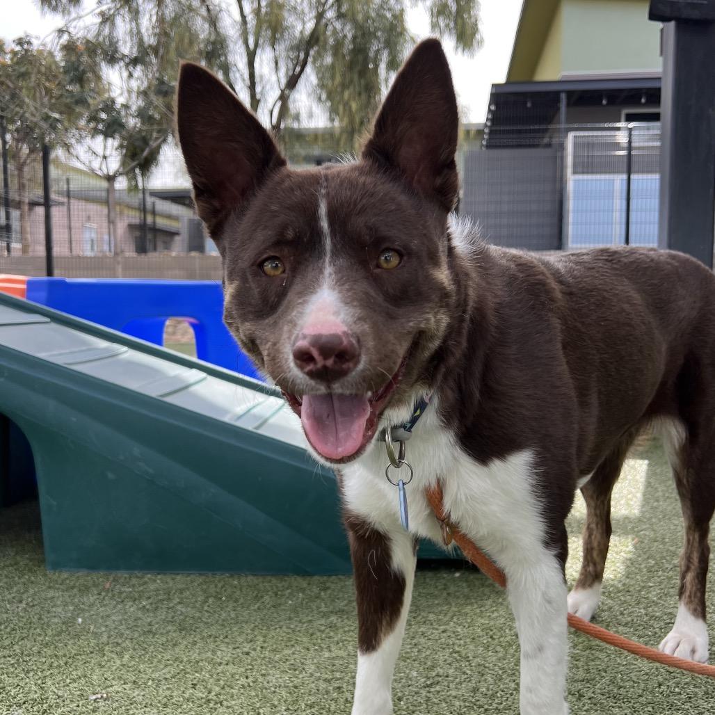 Enlarge Pudding, a Adoptable Cattle Dog in Apache Junction, AZ image 2/5