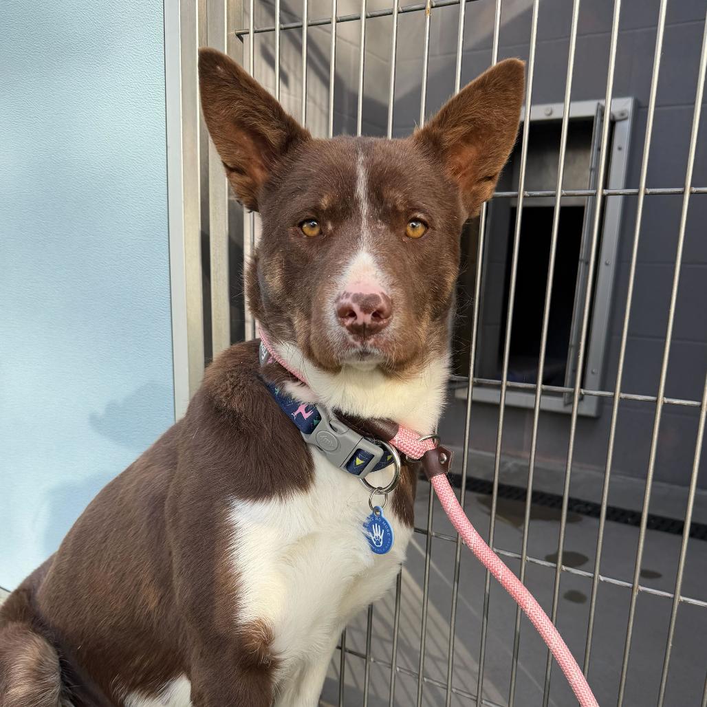 Enlarge Pudding, a Adoptable Cattle Dog in Apache Junction, AZ image 2/3