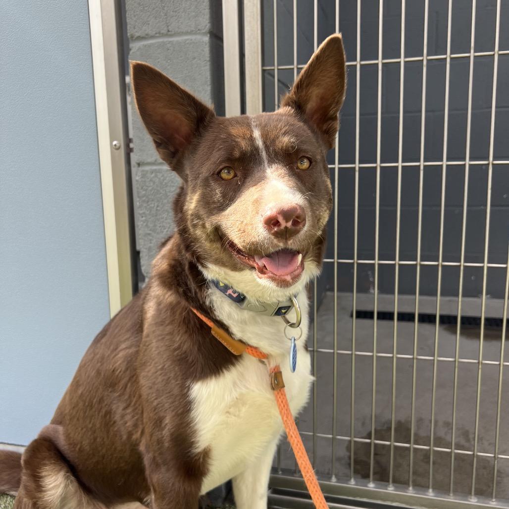 Enlarge Pudding, a Adoptable Cattle Dog in Apache Junction, AZ image 4/5