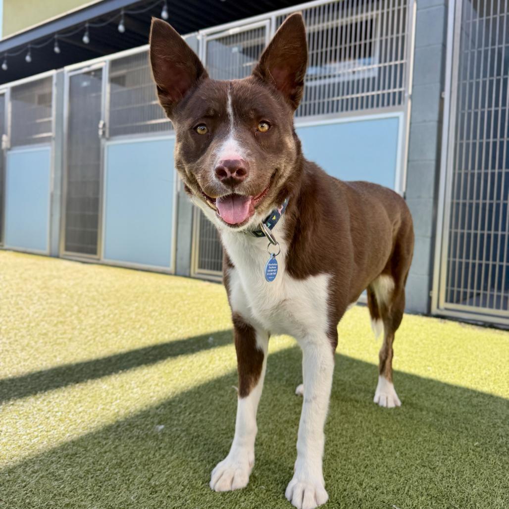 Enlarge Pudding, a Adoptable Cattle Dog in Apache Junction, AZ image 6/6