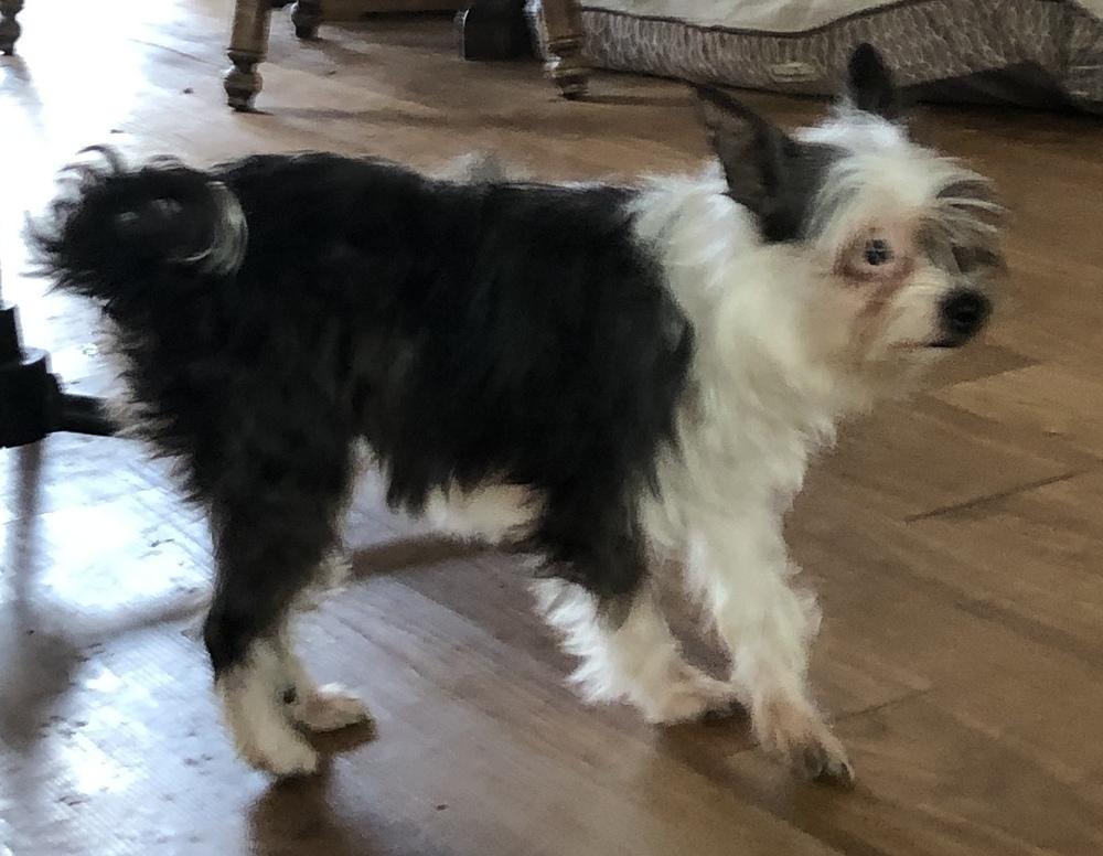 Sassy, Adopted, Young Female Schnauzer.