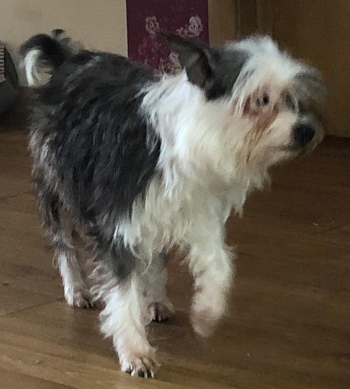 Sassy, a Adopted mixed breed in Minneapolis, KS image 3/4