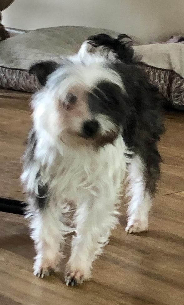 Sassy, a Adopted mixed breed in Minneapolis, KS image 4/4