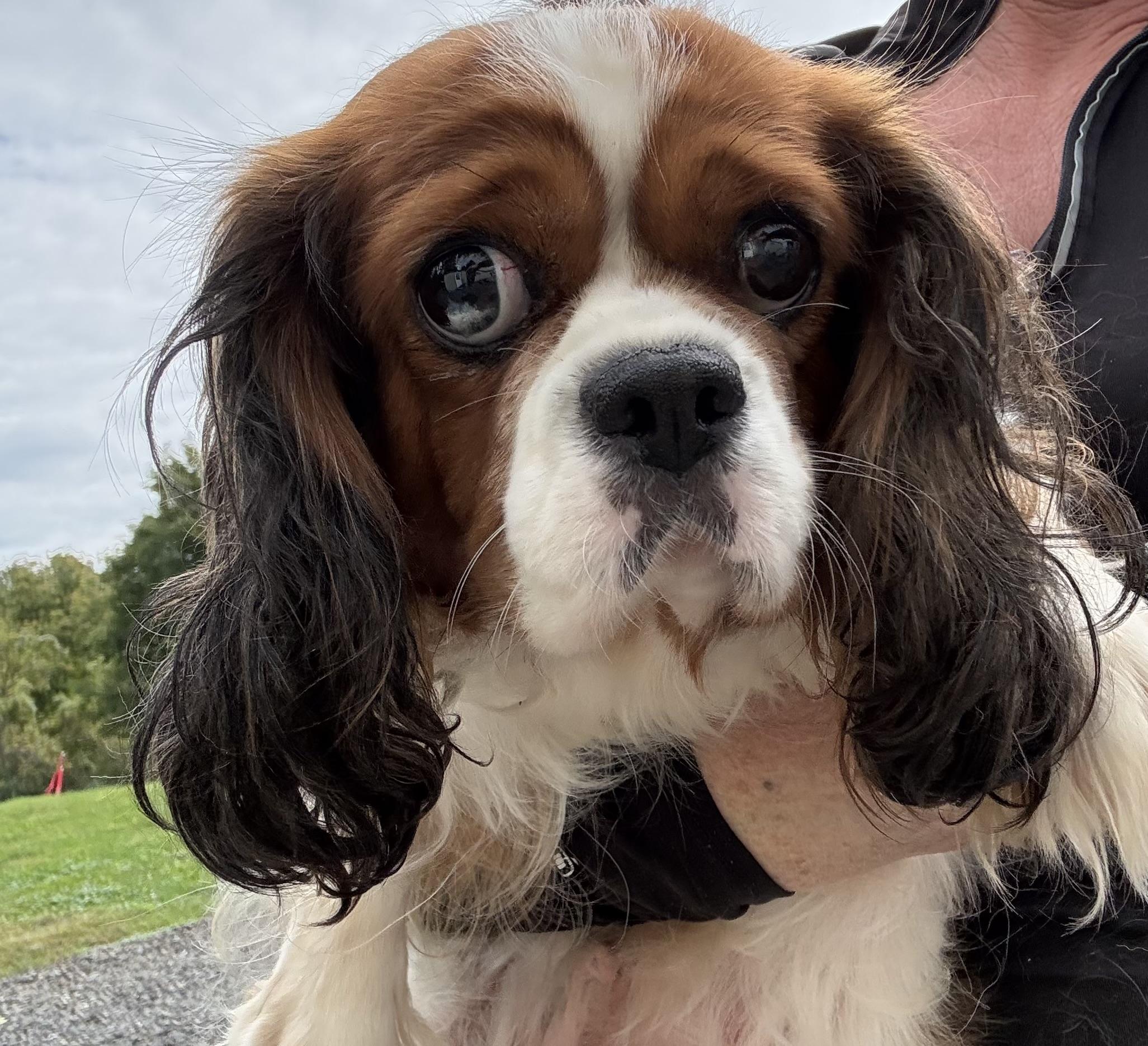 Minnie, Adoptable, Adult Female Cavalier King Charles Spaniel.