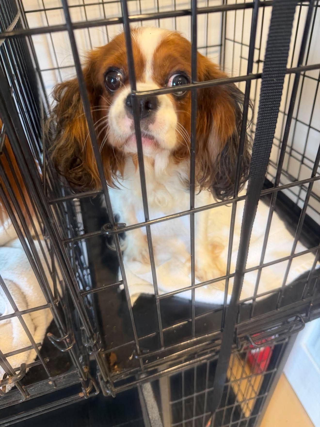 Enlarge Minnie, a Adoptable Cavalier King Charles Spaniel in Havertown, PA image 2/2