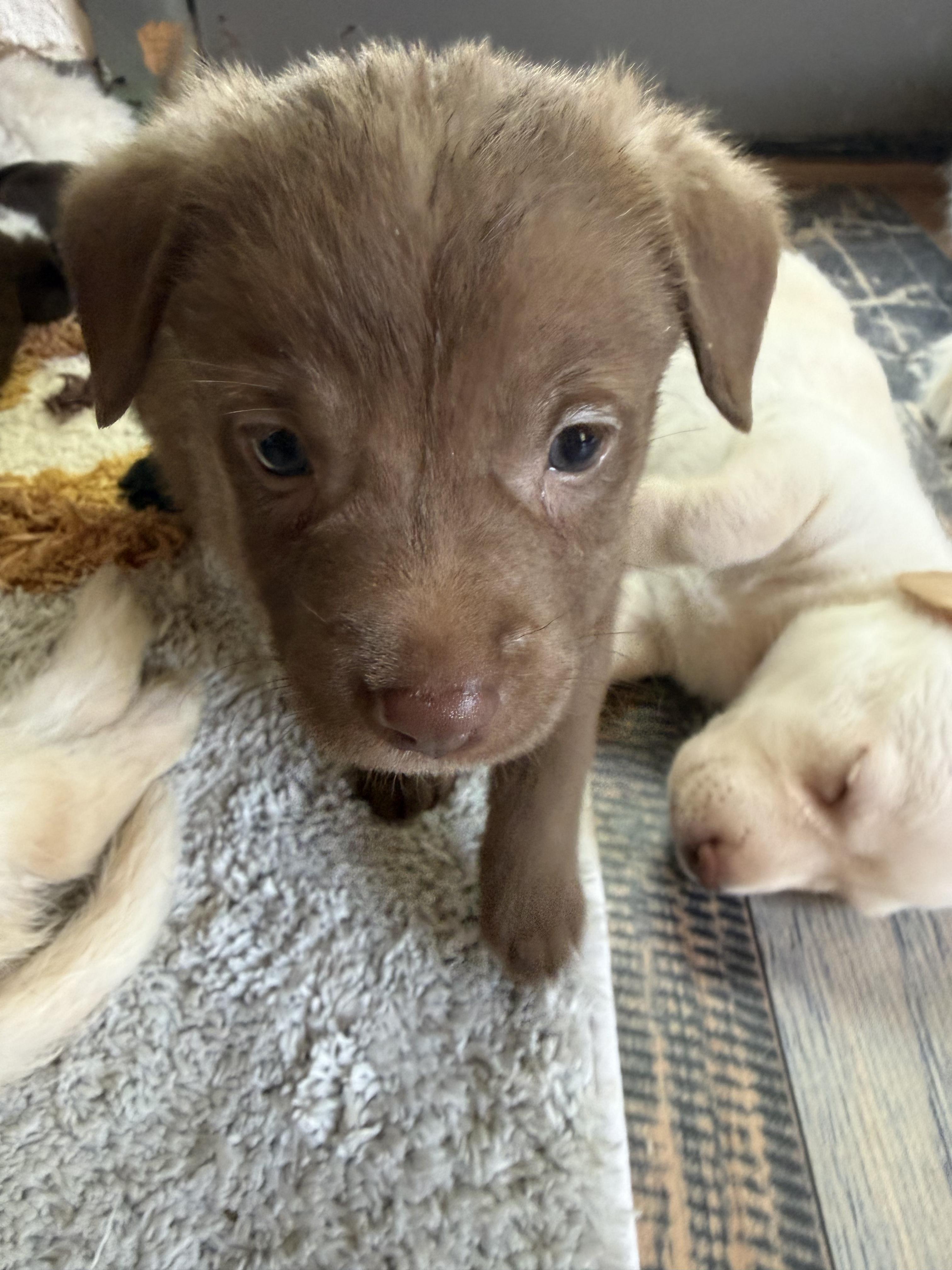 Enlarge DAISY, an adopted mixed breed in Monroe Township, NJ image 1/3