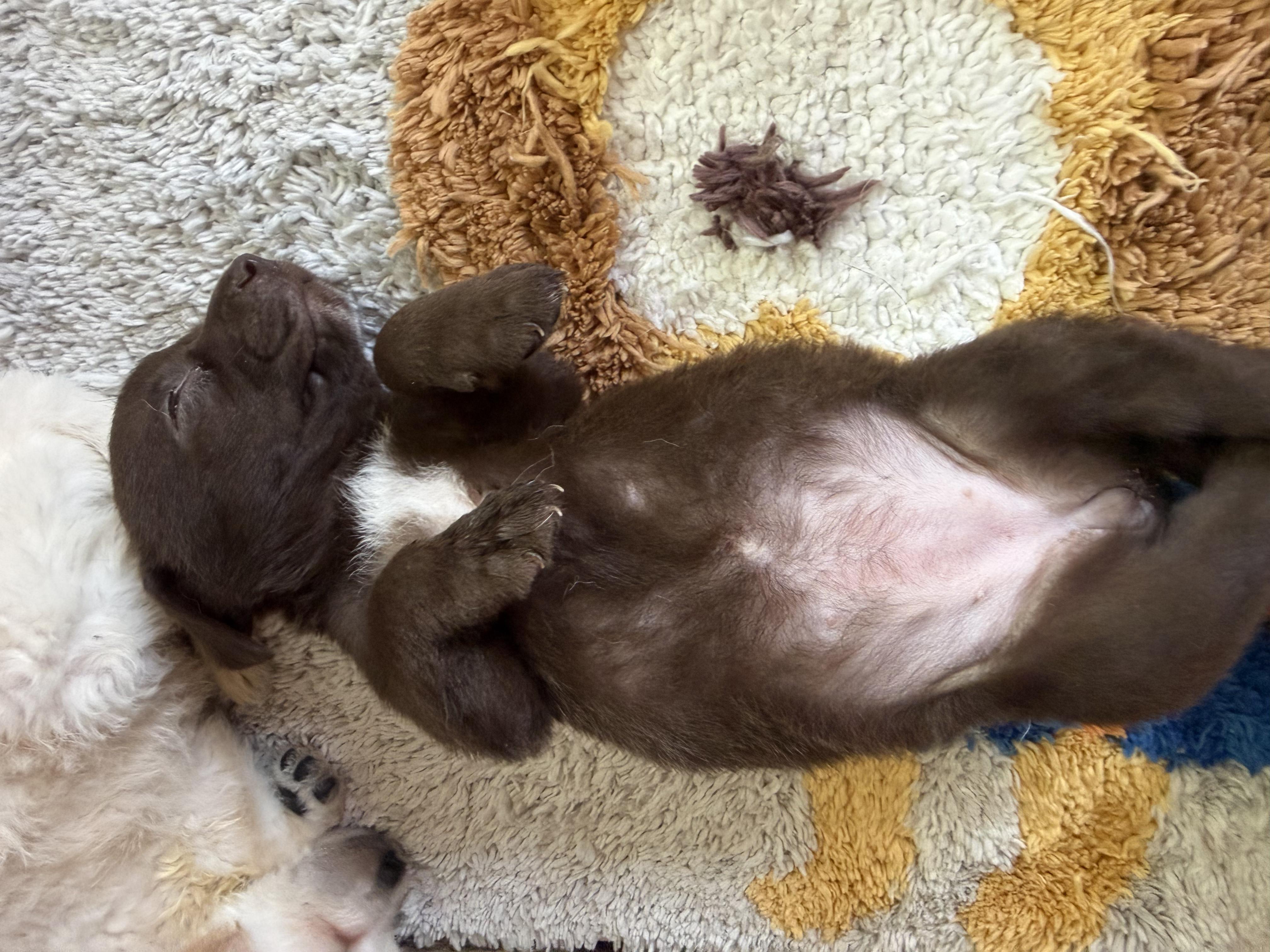 Enlarge DAISY, an adopted mixed breed in Monroe Township, NJ image 2/3