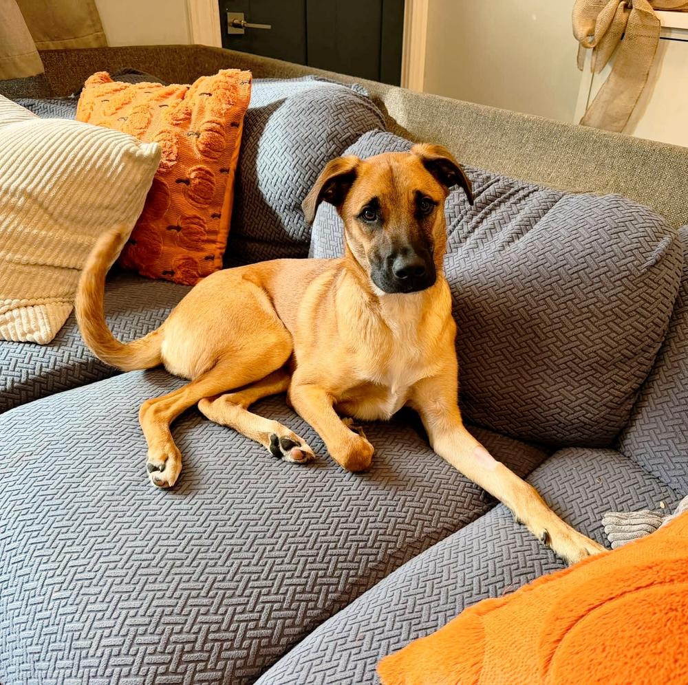 Charlie AKA Birch, Adoptable, Young Male Rhodesian Ridgeback.
