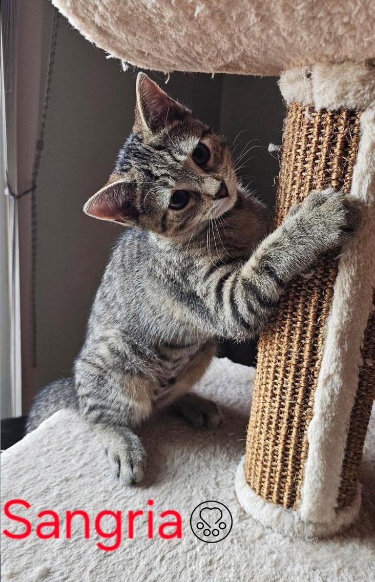 Enlarge Sangria, a Adoptable Domestic Short Hair in Anjou, QC image 2/2