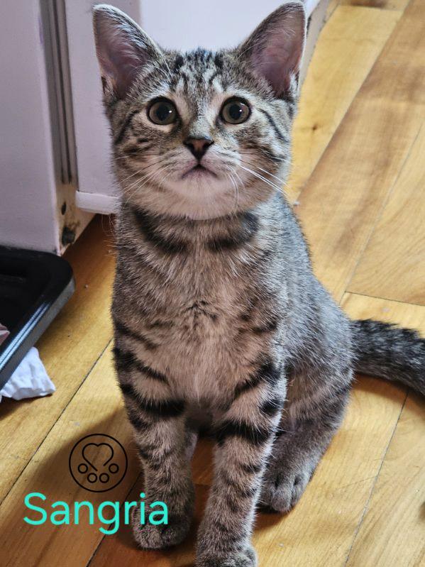 Enlarge Sangria, a Adoptable Domestic Short Hair in Anjou, QC image 1/2
