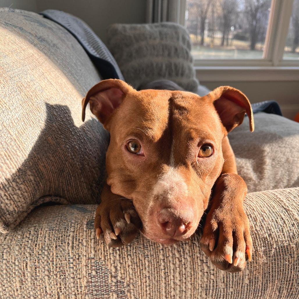 Carta, Adoptable, Young Female Mixed Breed.