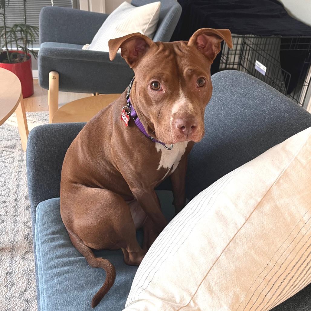 Enlarge Carta, a Adoptable Mixed Breed in Wheeling, IL image 2/6