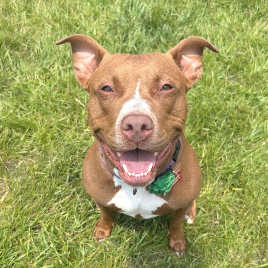 Carta, a Adoptable Mixed Breed in Wheeling, IL image 3/6