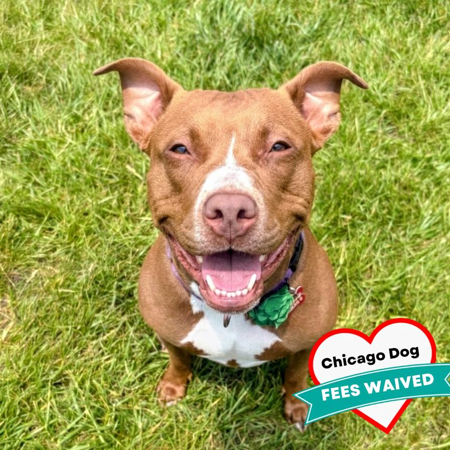 Carta, a Adoptable Mixed Breed in Wheeling, IL image 3/6