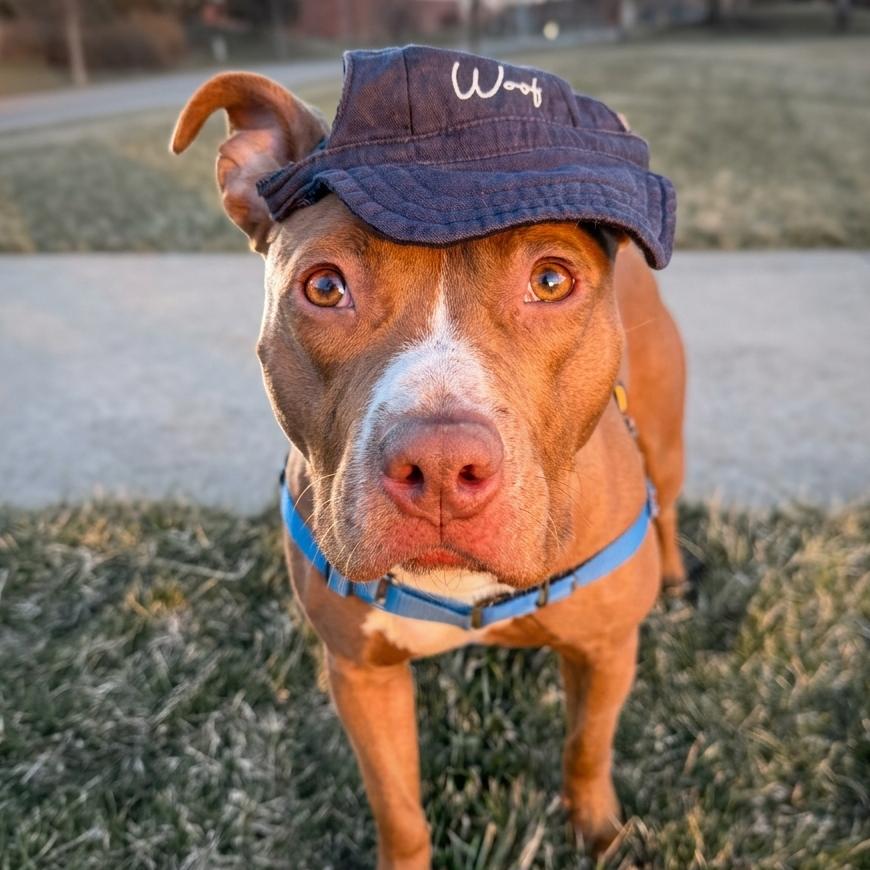 Enlarge Carta, a Adoptable Mixed Breed in Wheeling, IL image 3/6