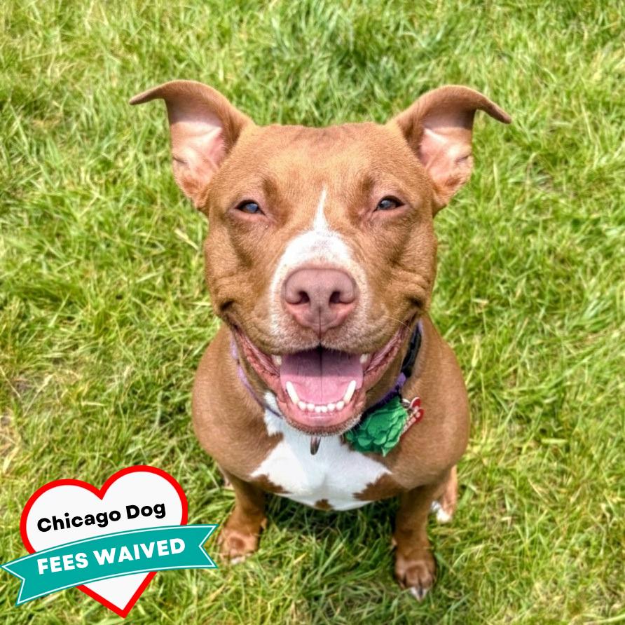 Carta, a Adoptable Mixed Breed in Wheeling, IL image 5/6