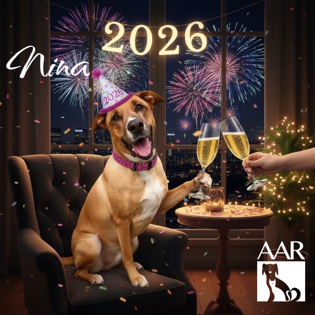 Enlarge Nina, a Adoptable mixed breed in Magnolia, TX image 2/6