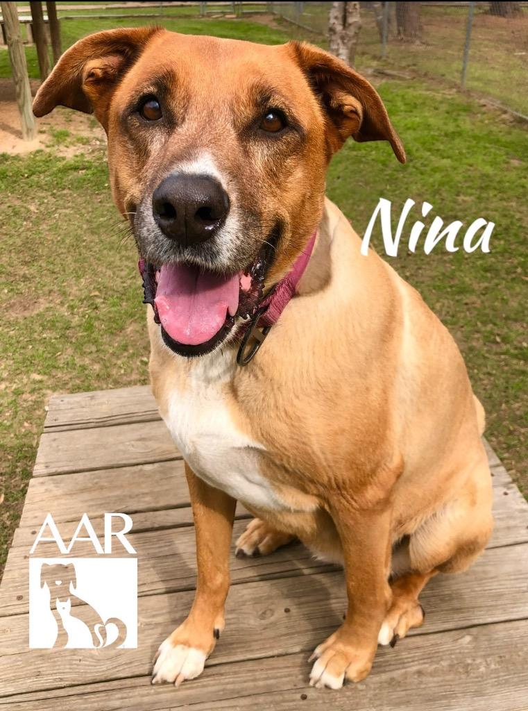 Enlarge Nina, a Adoptable mixed breed in Magnolia, TX image 3/6