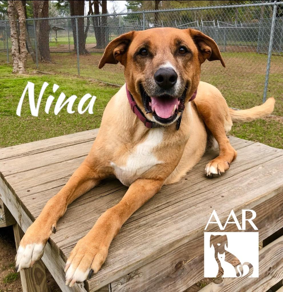 Enlarge Nina, a Adoptable mixed breed in Magnolia, TX image 4/6