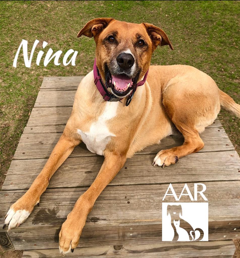 Enlarge Nina, a Adoptable mixed breed in Magnolia, TX image 4/6