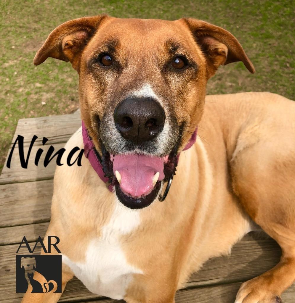 Enlarge Nina, a Adoptable mixed breed in Magnolia, TX image 5/6