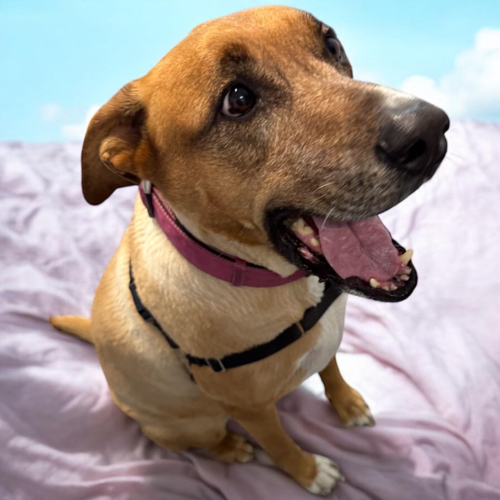 Enlarge Nina, a Adoptable mixed breed in Magnolia, TX image 6/6
