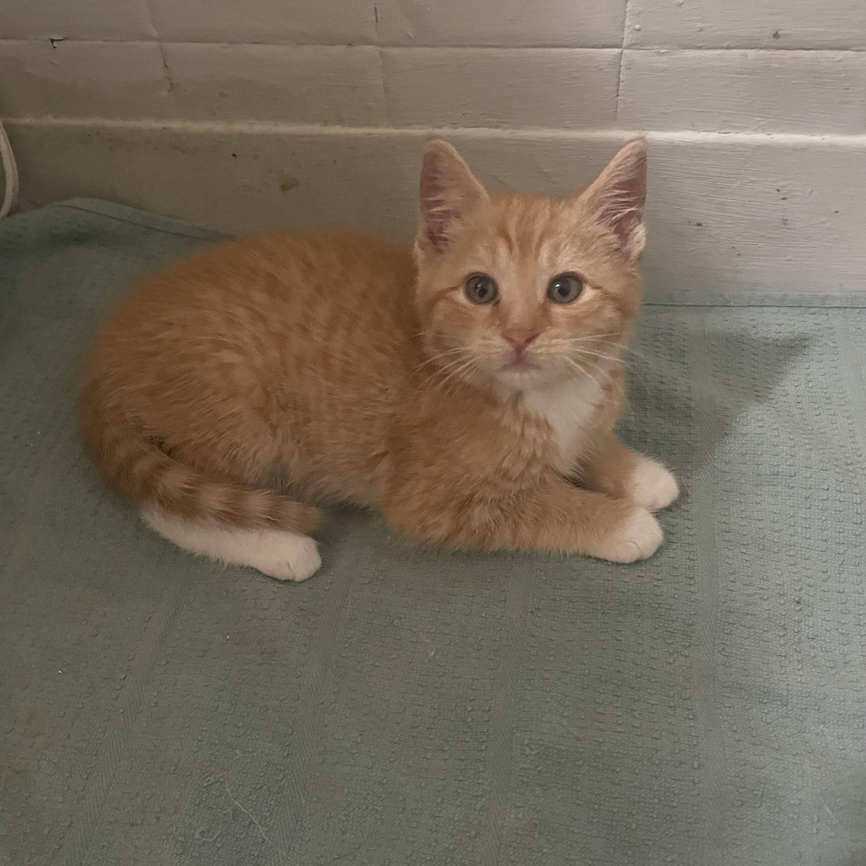 Enlarge Tony, a ADOPTABLE Domestic Short Hair in Troy, NY image 1/1