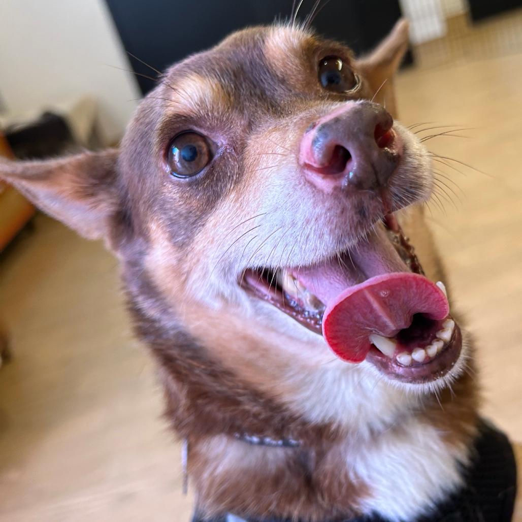 Enlarge Othello 14479, a Adoptable Terrier in San Francisco, CA image 2/6