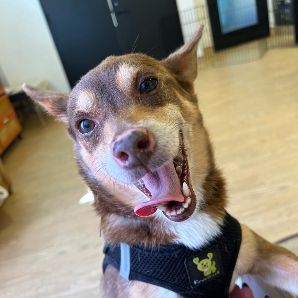 Enlarge Othello 14479, a Adoptable Terrier in San Francisco, CA image 5/6