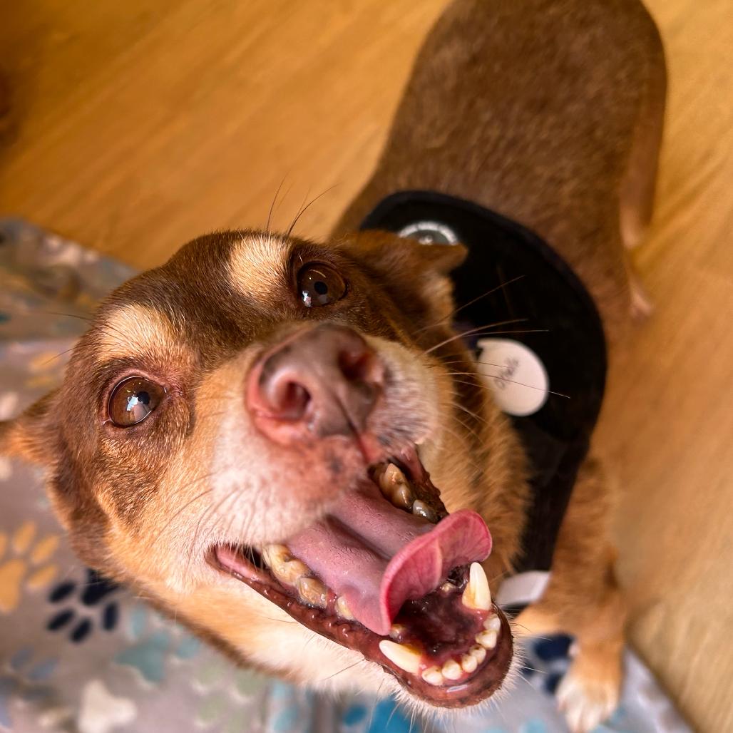 Enlarge Othello 14479, a Adoptable Terrier in San Francisco, CA image 6/6
